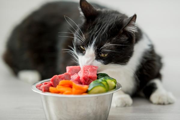 Fiber for Cats - Sources, Supplements and Importance - What food for cats is high in fiber?