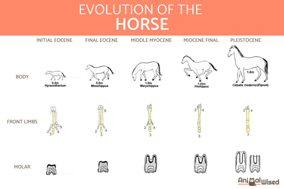 Origin and Evolution of Horses
