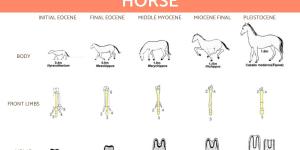 Origin and Evolution of Horses