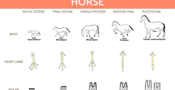 Origin and Evolution of Horses