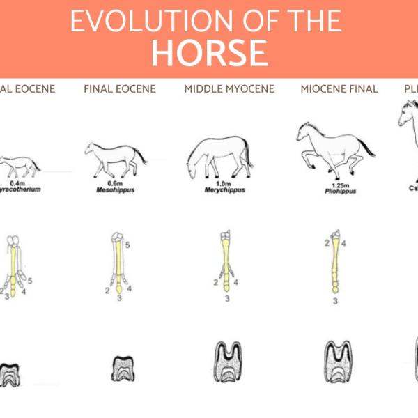 How Horses Evolved