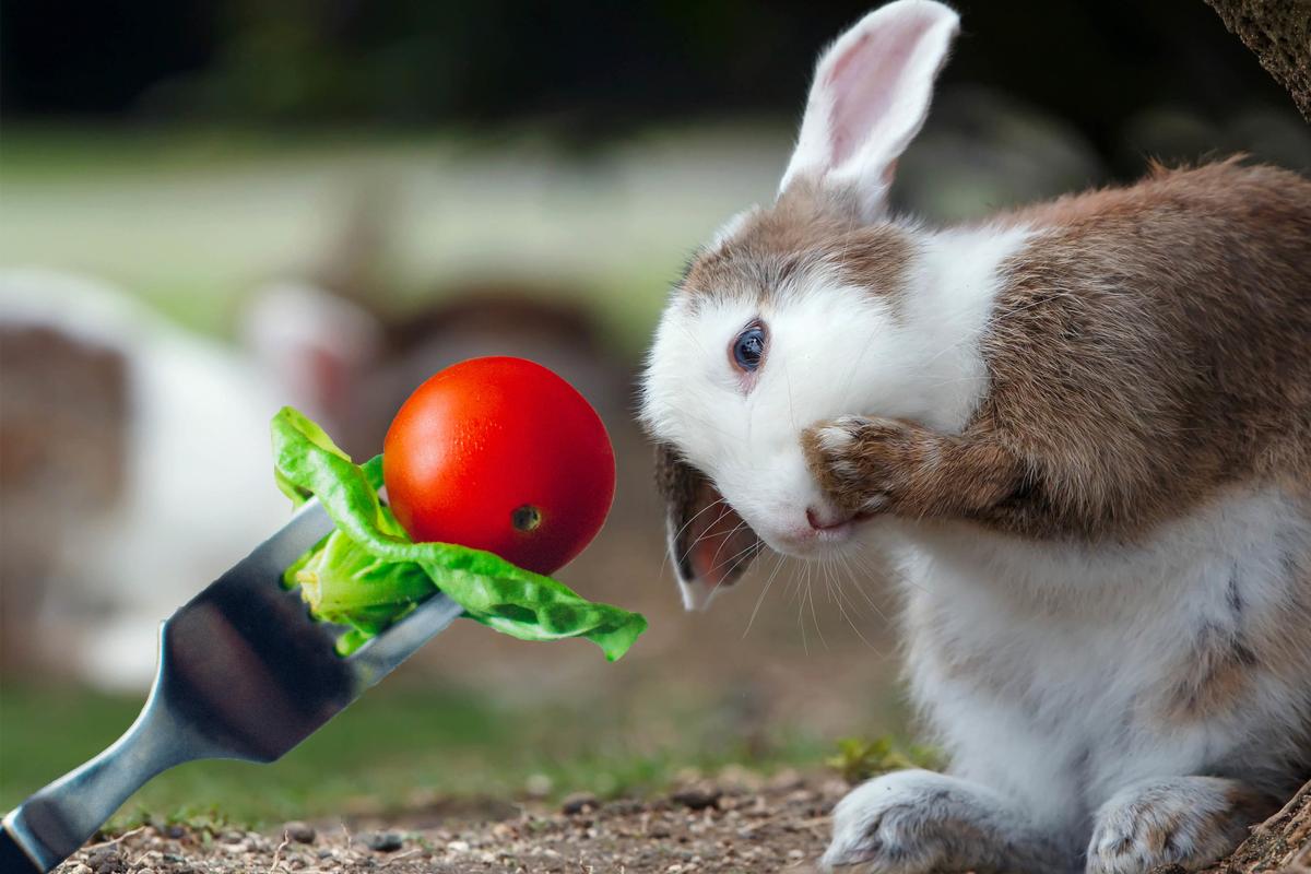 Can Rabbits Eat Tomatoes?