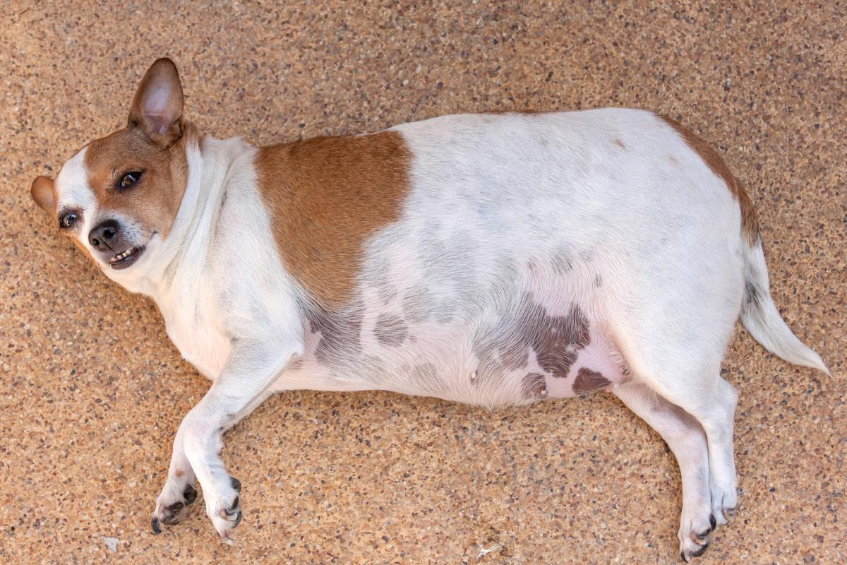 Distended Abdomen in Dogs