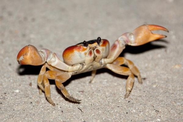 Are Crabs Vertebrates or Invertebrates?