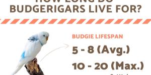 How Long Do Budgerigars Live For?