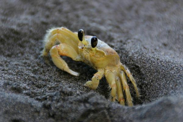 Are Crabs Vertebrates or Invertebrates? - Why is the crab an invertebrate?