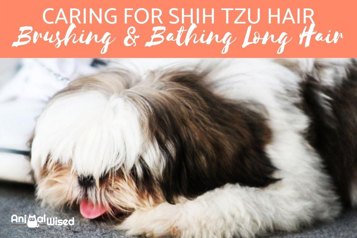 Caring for Shih Tzu Hair