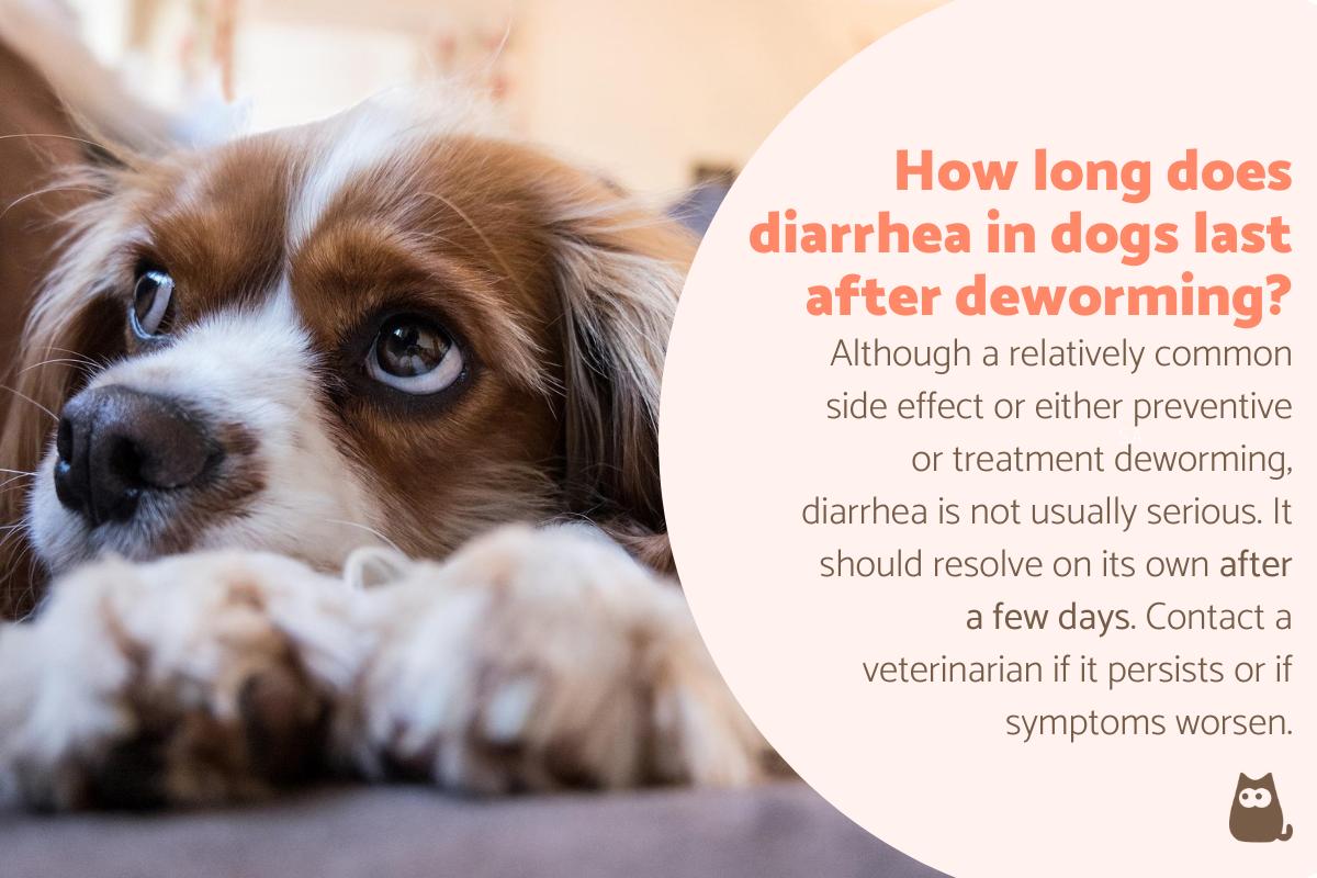 How Long Will My Dog Have Diarrhea After Deworming?
