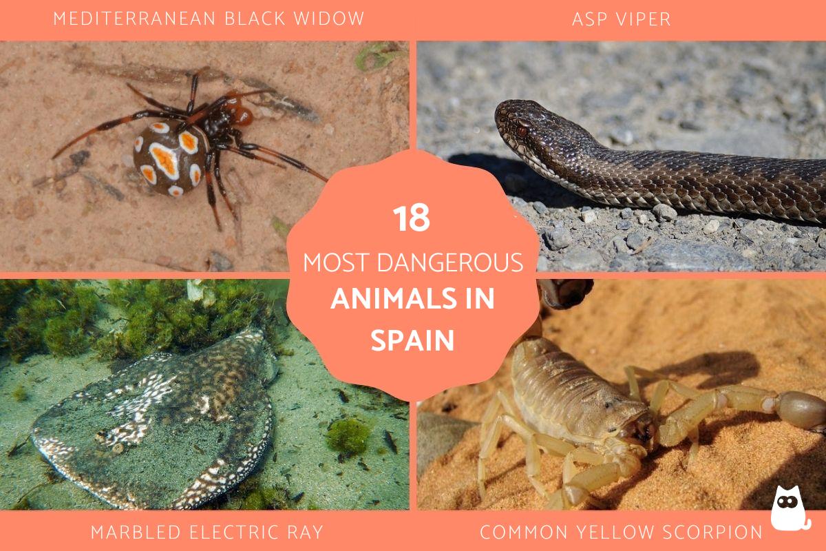 The Most Dangerous Animals in Spain