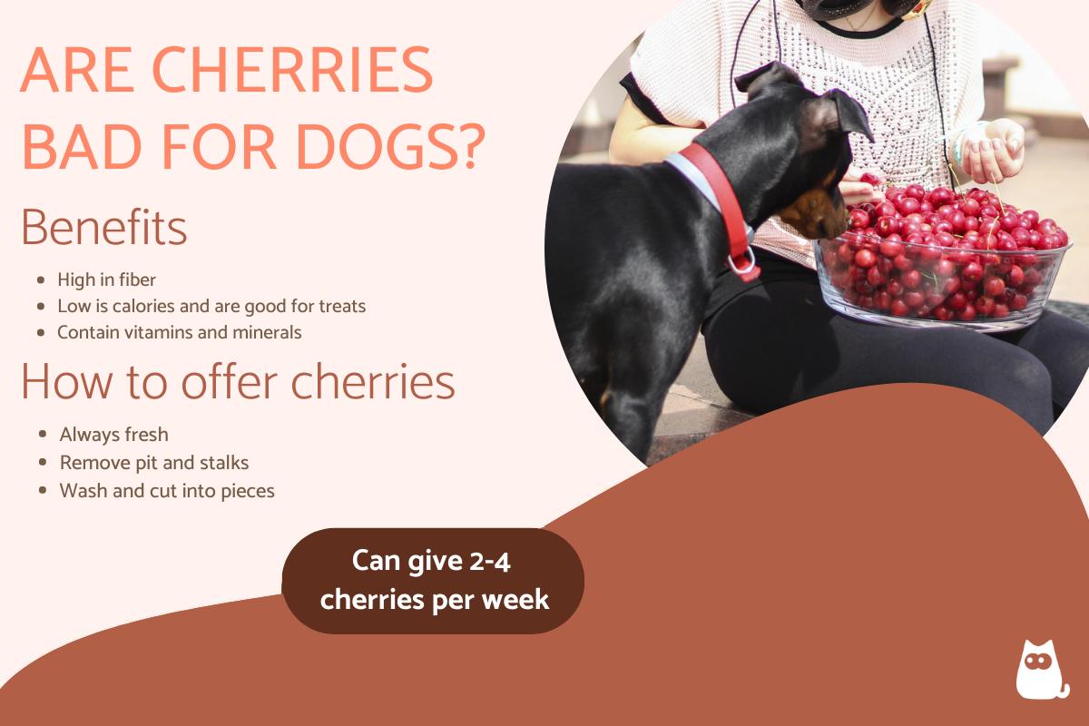 Are Cherries Bad for Dogs?