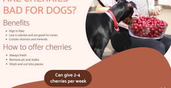Are Cherries Bad for Dogs?