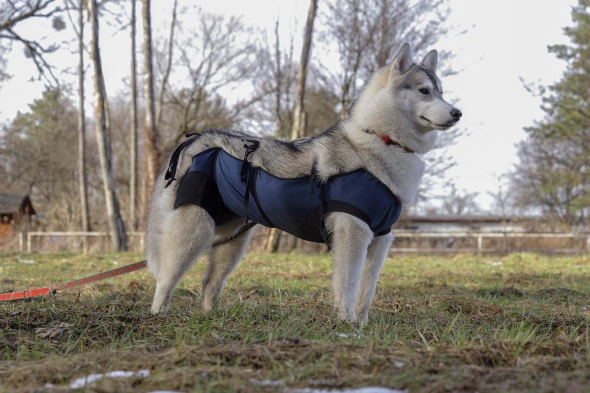 Does Spaying a Dog Change Their Personality?