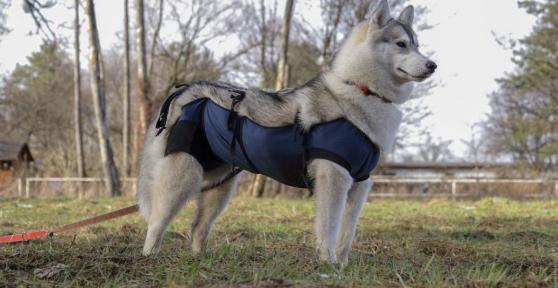 Does Spaying a Dog Change Their Personality?