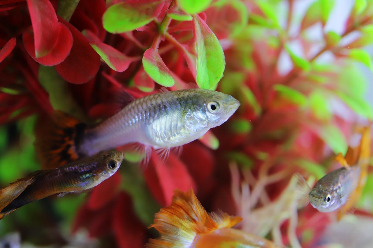 Fish Chasing Each Other - All Possible Reasons