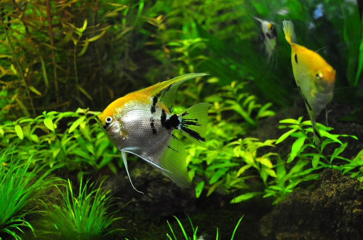 Fish Chasing Each Other - All Possible Reasons