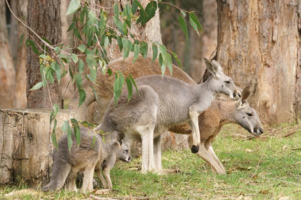 What Do Kangaroos Eat? - What are the different kangaroos like?