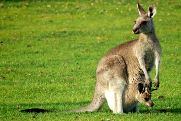 What Do Kangaroos Eat? - What do joeys eat?