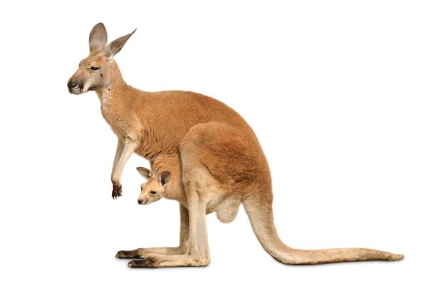 What Do Kangaroos Eat?