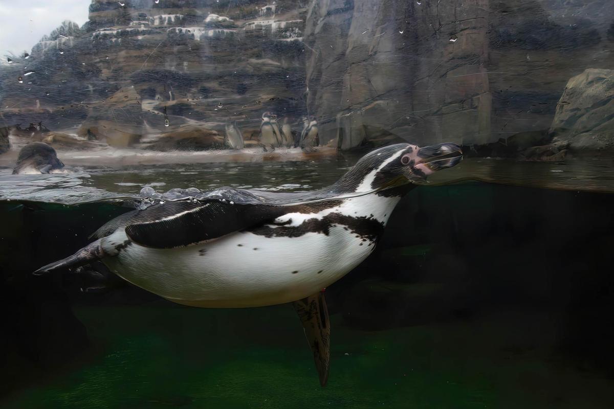 Fun Facts about Penguins