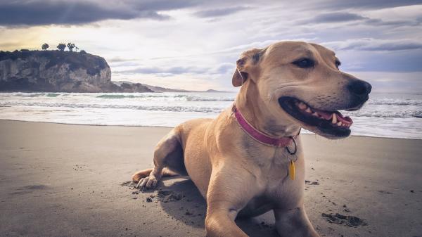 Good Kiwi Dog Names - More than 100 Names with Meanings!