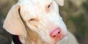 Is My Dog Albino? Characteristics of Albino Dogs