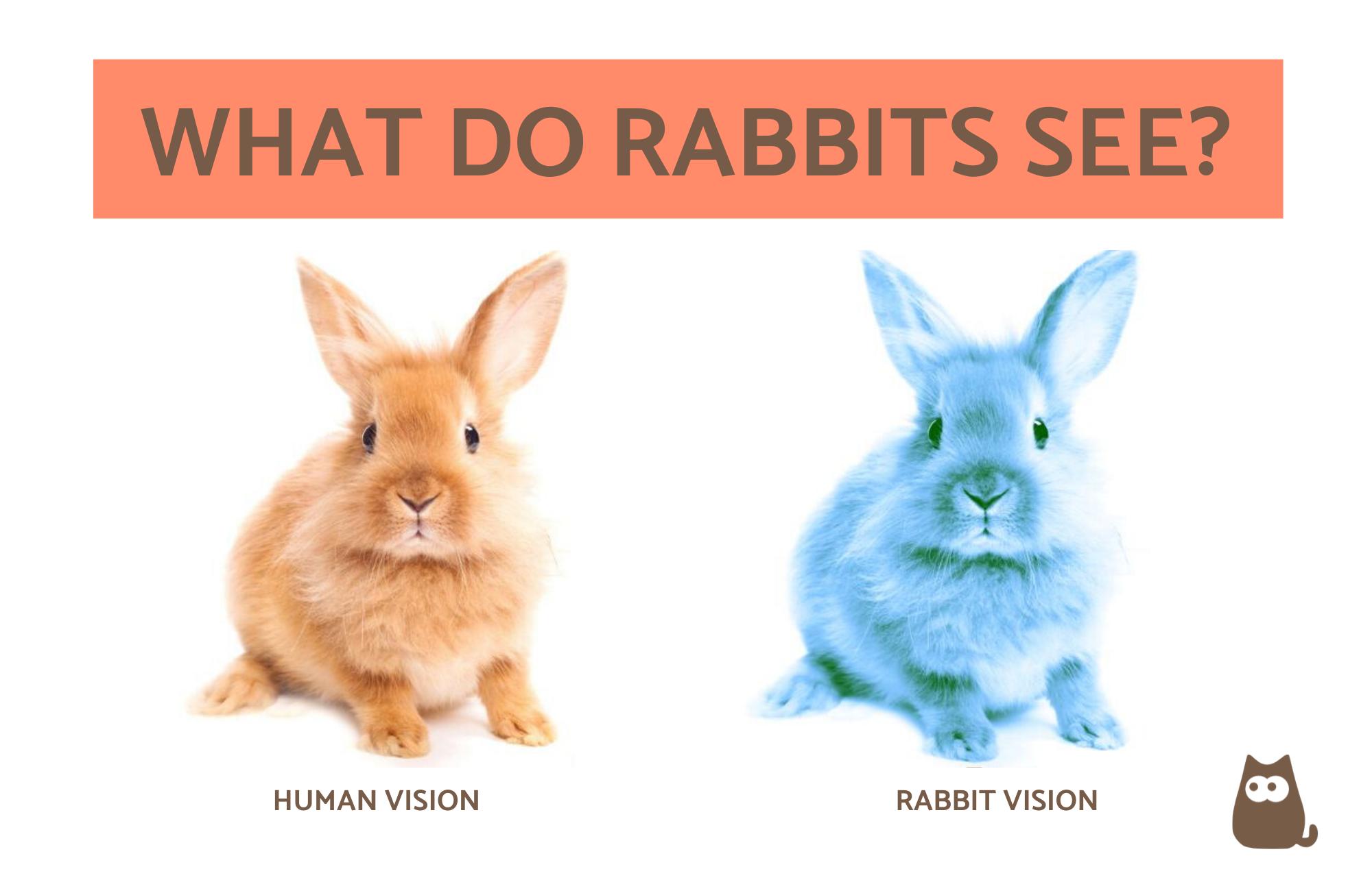 Rabbit Vision vs. Human Vision - What Do Rabbits See?