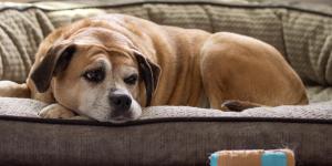 Should a Dog With Dementia Be Euthanized?