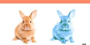 What Colors Do Rabbits See?