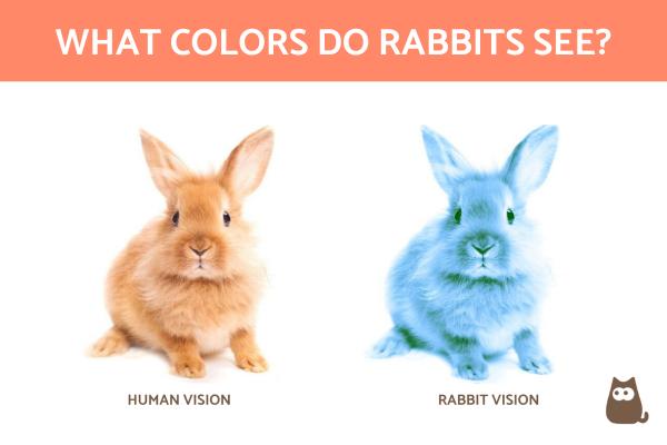 What Colors Do Rabbits See?