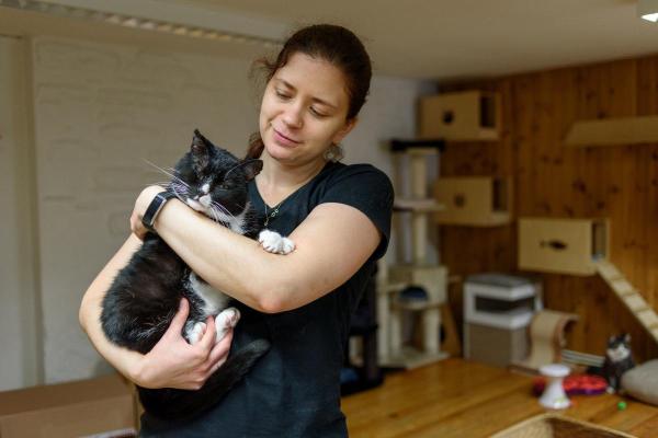 Where Can I Surrender My Cat? - Option 3: Cat boarding kennels