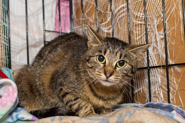 Where Can I Surrender My Cat? - Option 6: Humane societies or rescue organizations