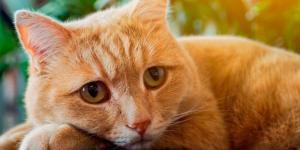 Where Can I Surrender My Cat?