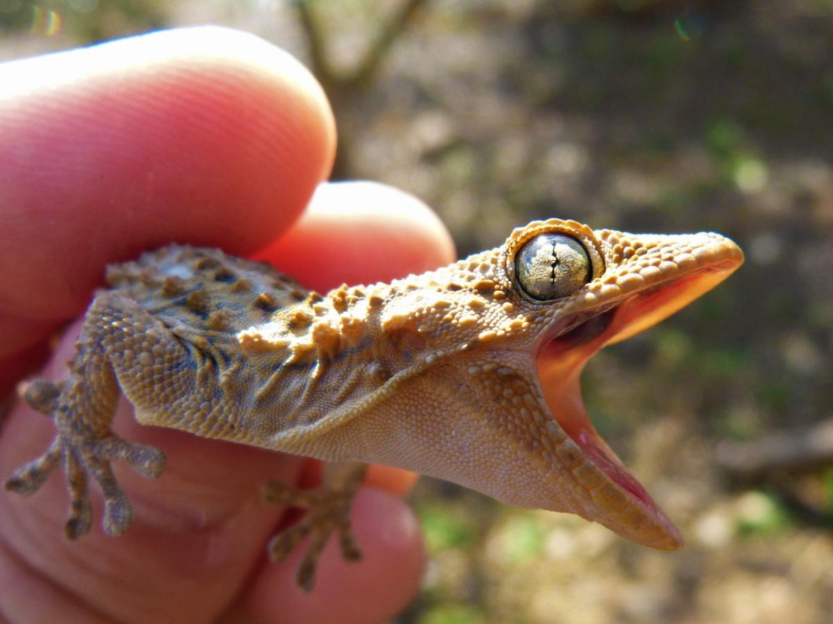 Are Lizards in Your House Dangerous?