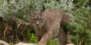Why Is the Iberian Lynx in Danger of Extinction