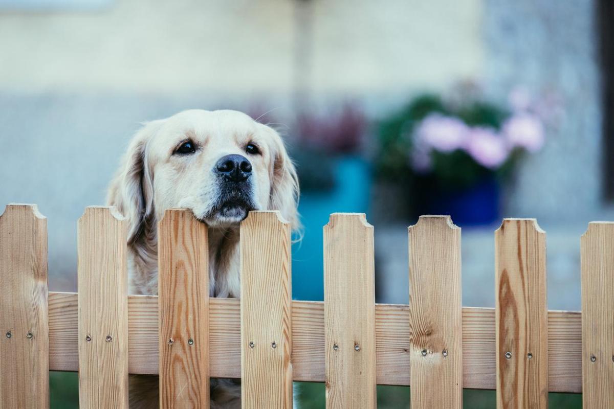 How to Build a Playpen for Dogs?