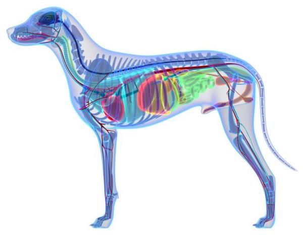Dog Anatomy Guide - Muscles, Bones and Organs