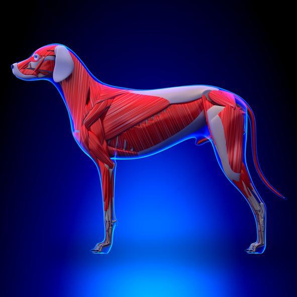 Dog Anatomy Guide Muscles, Bones and Organs
