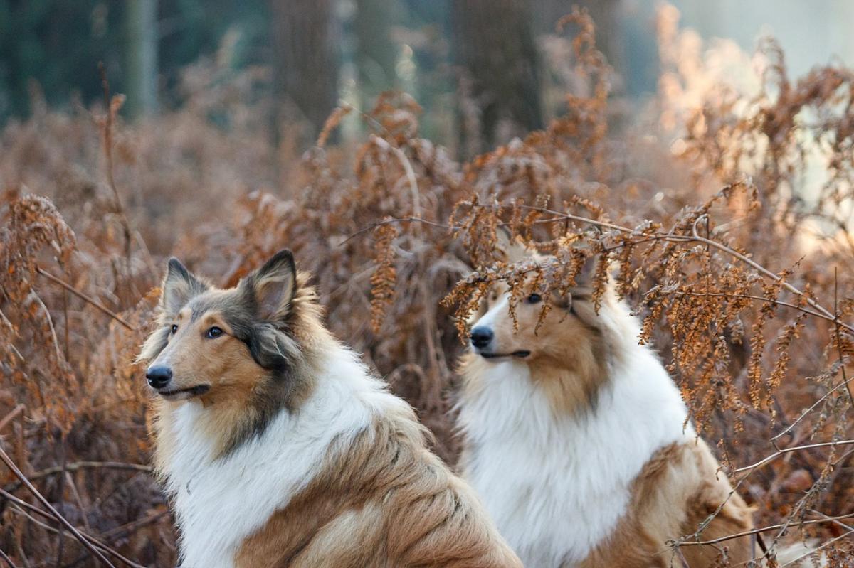 Scottish Names for Dogs - With Meanings