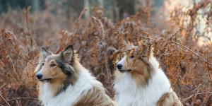 Scottish Names for Dogs - With Meanings