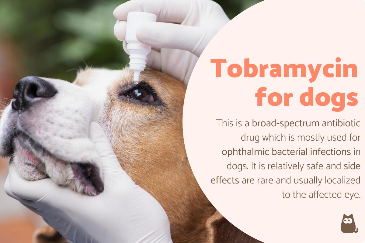 Tobramycin for Dogs - Uses, Dosage and Side Effects