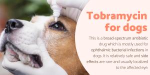 Tobramycin for Dogs - Uses, Dosage and Side Effects