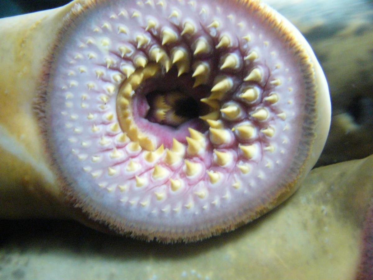 Jawless Fish - Characteristics And Examples