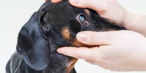 The Most Common Eye Infections in Dogs