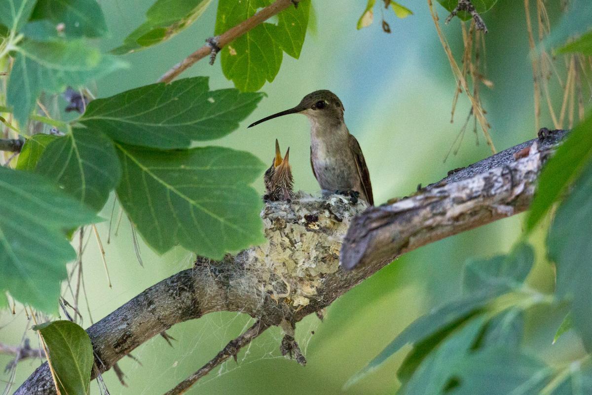 Where Are Hummingbirds Most Common?