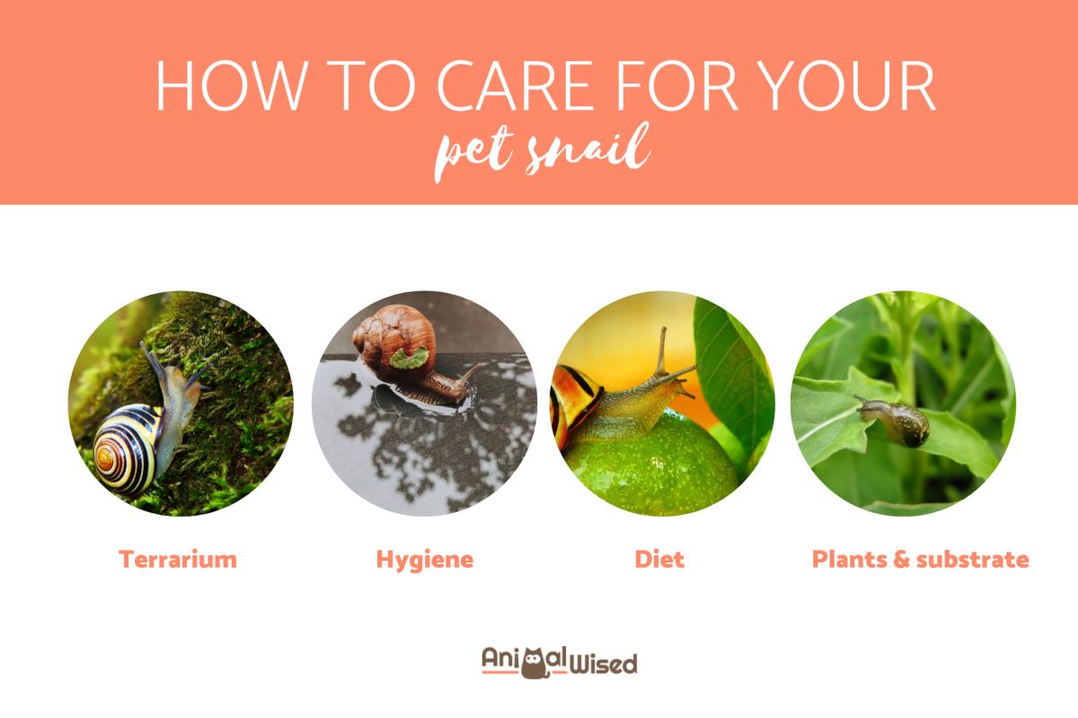 Caring for Snails as Pets Guide