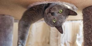 Fun Facts about Cats - 10 Fascinating Cat Facts