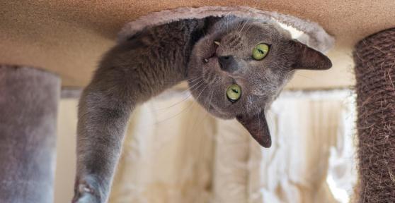 Fun Facts about Cats - 10 Fascinating Cat Facts