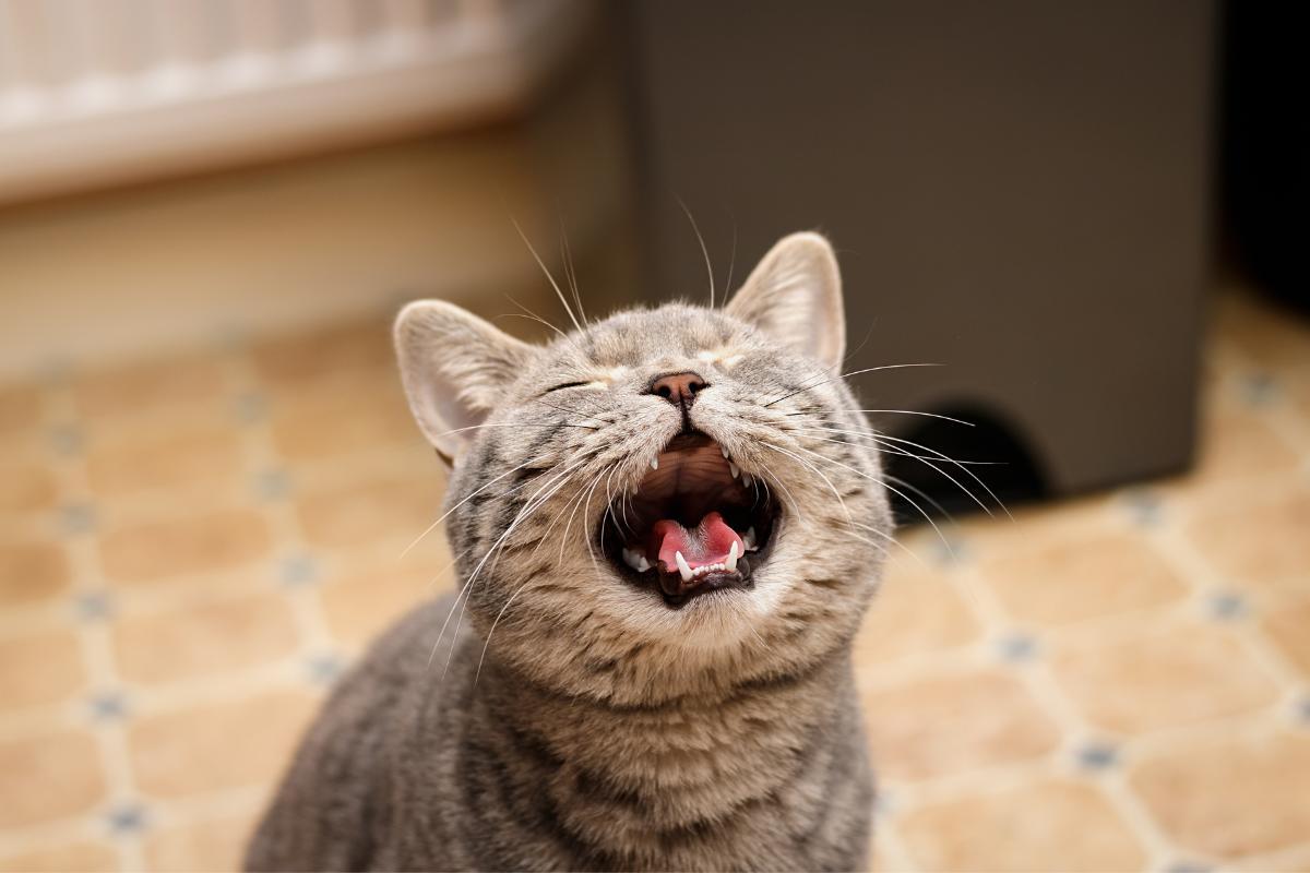 Why Does My Cat Keep Meowing at the Door?