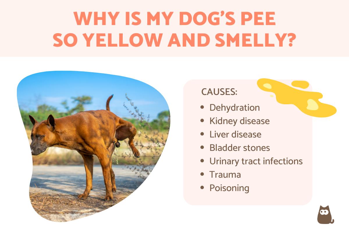 Why Is My Dog's Pee So Yellow and Smelly?