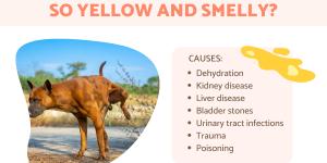 Why Is My Dog's Pee So Yellow and Smelly?